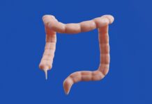 “스트레스 받으면 위장이 먼저 반응해요”…’마음이 배로 간다’는 과학적 이유 The image shows a 3D model of a colon.