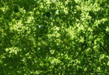 초여름 건강에 도움이 되는 5가지 실용적인 팁 a green leafy tree with a blue sky in the background