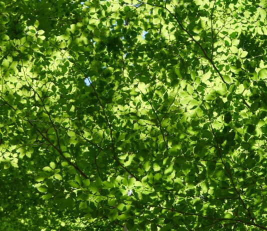 초여름 건강에 도움이 되는 5가지 실용적인 팁 a green leafy tree with a blue sky in the background