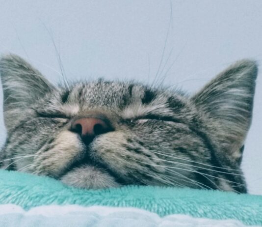 숙면이 건강의 열쇠… 수면의 중요성과 바람직한 수면 습관 a close up of a cat laying on a blanket