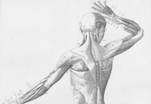 “근육, 일상 속에서 건강 지키는 힘…작은 변화로 큰 효과” Human musculature from behind