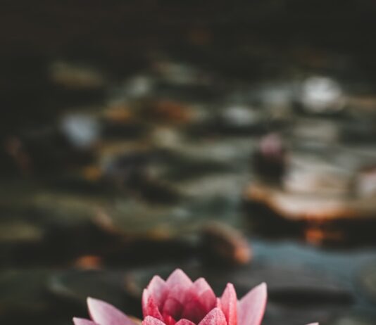“마음 챙김 식사, 건강을 지키는 새로운 식사 습관” pink and white lotus flower