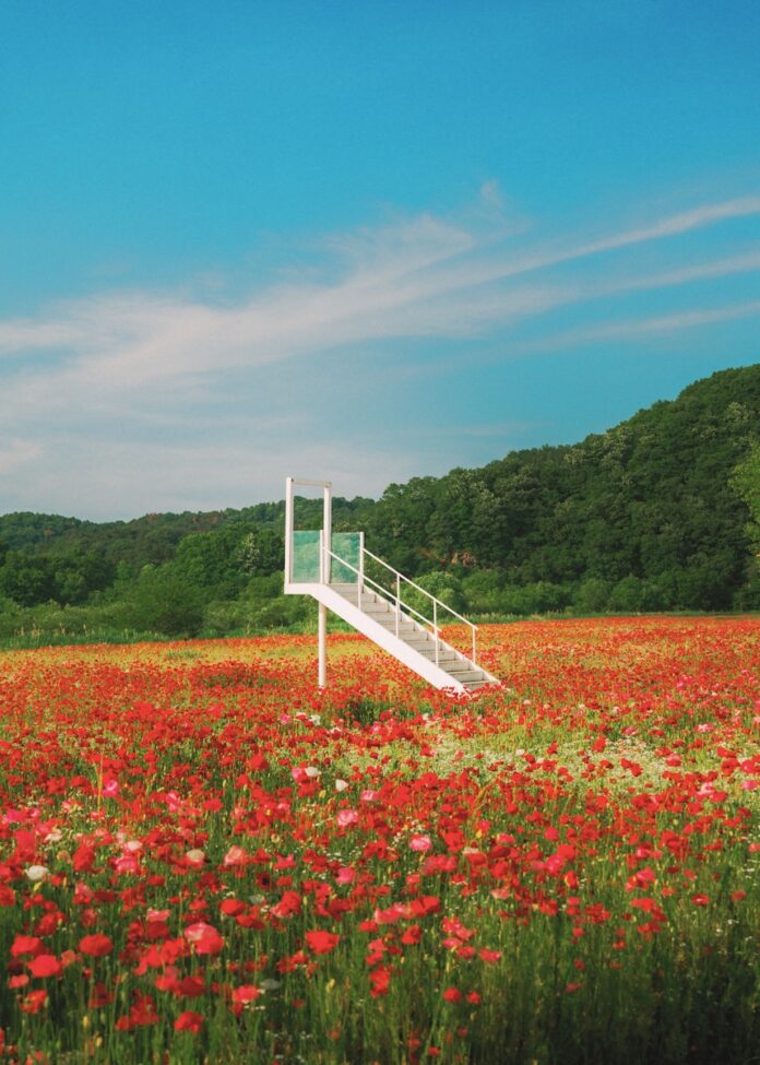 White staircase in a vibrant field of red poppies.